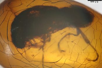 Media type: image;   Entomology PALE-19793